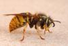 Vespula vulgaris